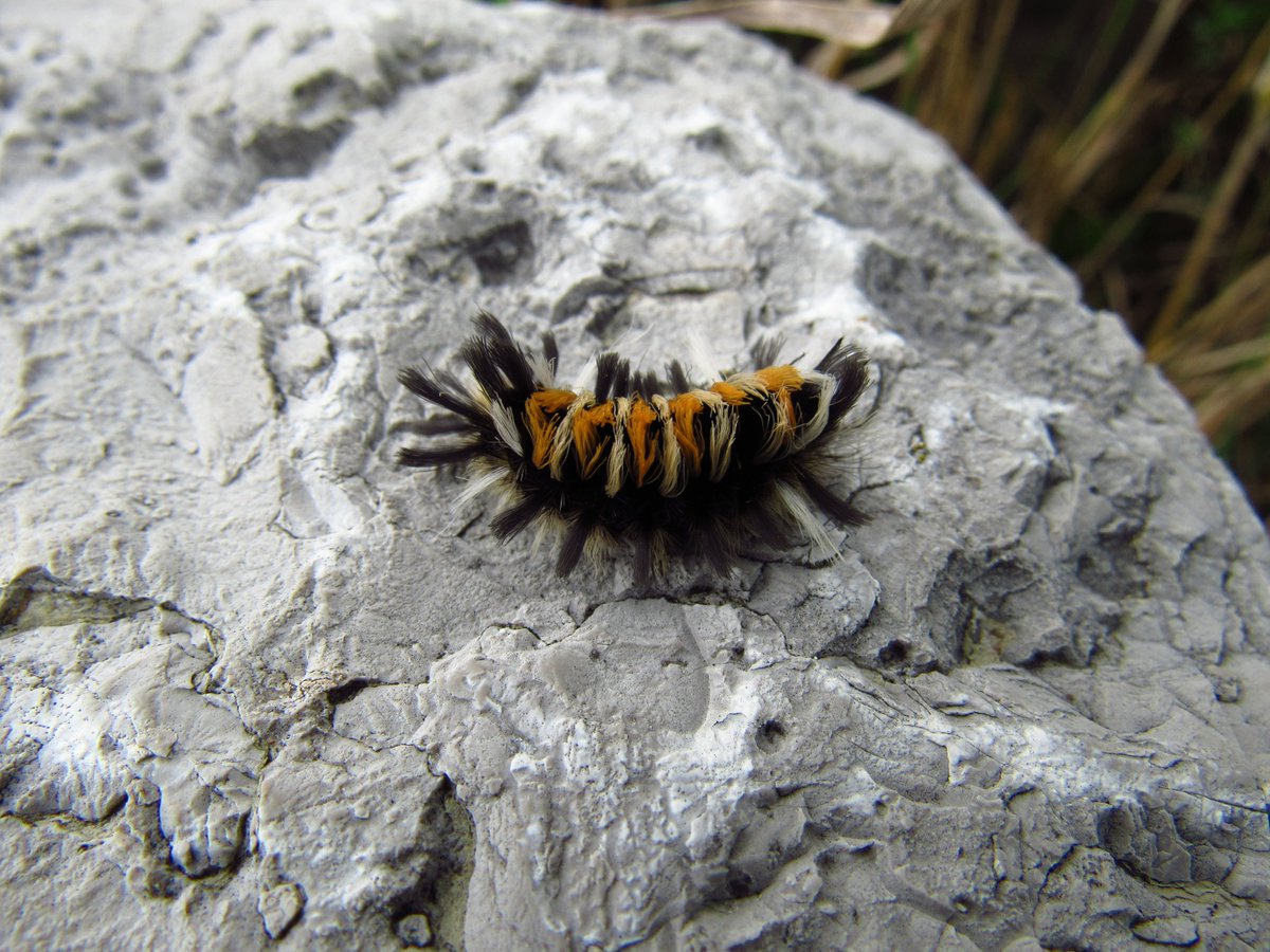 bigTpitty's tweet photo. I got dragged out to Bruce's Mill Conservation area today. It was pretty nice. I just wish I could visit places like this and go at my own pace, ya know? Ah well. #BrucesMill #conservationarea #daytrip #park #forest #woods #mushrooms #wildflowers #tigermoth #photography #nature https://t.co/V987MdLeBc