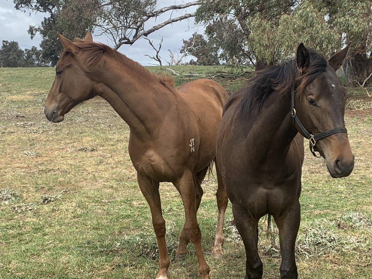 langbrosracing's tweet image. These two fillies are really going from strength to strength @RedbankNorth after completing their first stable prep with Keith Dryden . Star Witness x That’s Amore (left) and All Too Hard x Talimena (right) #blackopal #solidfoundationforsuccess