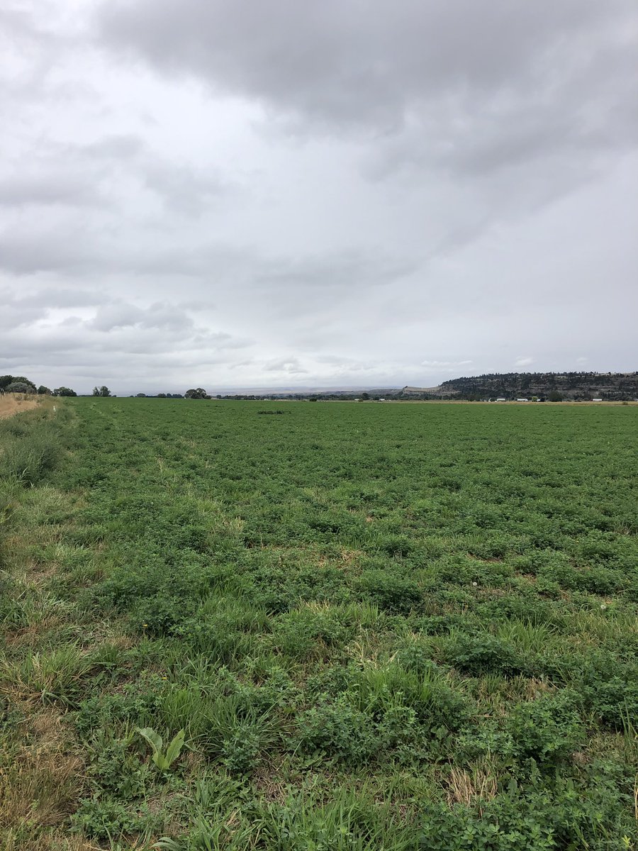 HamiltonStraw's tweet image. Hopefully Mother Nature lets us get a third cutting this year