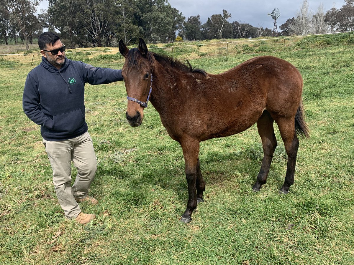 langbrosracing's tweet image. Our Hinchinbrook x Brahmagiri filly @RedbankNorth gearing up nicely for the 2020 Yearling Sale season #solidfoundationforsuccess