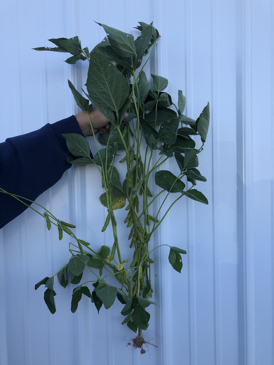 JeffZizelman's tweet photo. 70+ pods on P26T07L planted on June 11th Mercer county Ohio. @PioneerSeeds  @mlwhitinger https://t.co/nvtLc0Xw9V