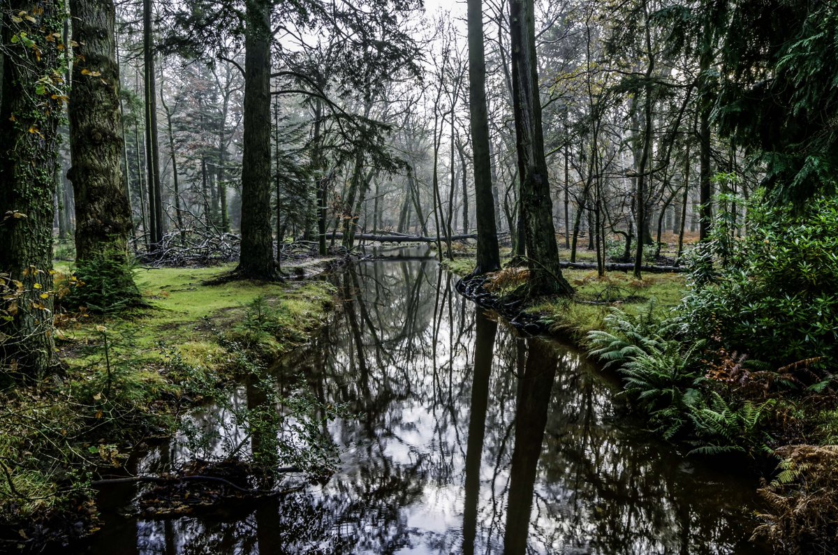 Beautiful photos like this, and latest #newforest events, straight to your inbox - sign up at ow.ly/qqfY30aoBgA