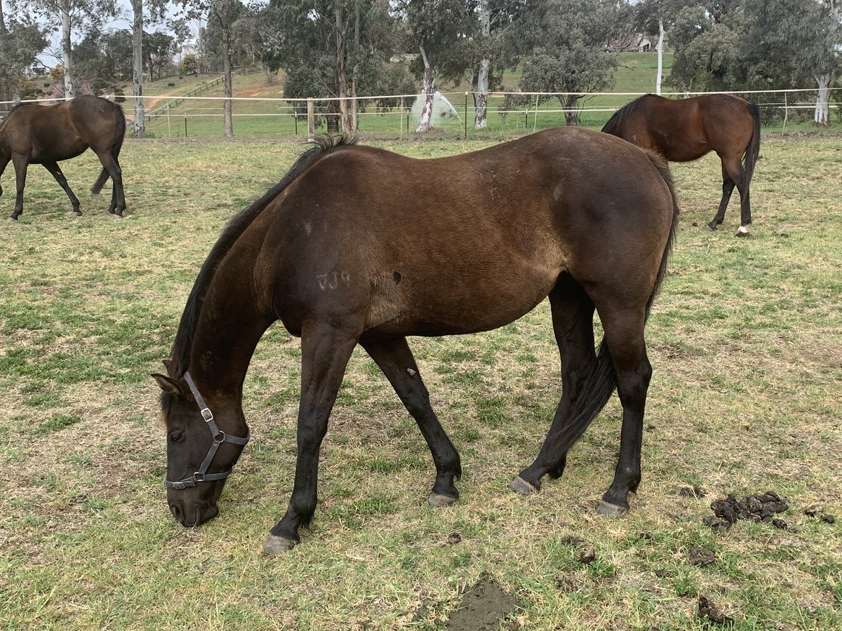 langbrosracing's tweet image. Following the promising debut of NEVER LOSE FAITH on Friday night , mum FAITH IN MY will soon head down the Hume Hwy to visit @DarleyStallions STREET BOSS  . Mare looks in fantastic order @RedbankNorth who do an amazing job with all of our horses #solidfoundationforsuccess