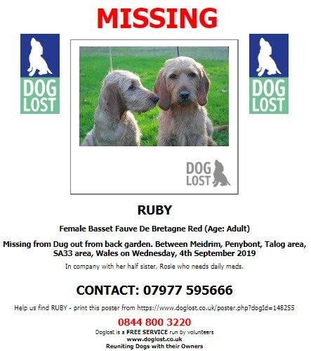 DogLostUK's tweet photo. #LOST #DOG RUBY~ Missing with half sister ROSIE
Female #BassetFauveDeBretagne Red Adult
#Missing Dug out from back garden Between
#Meidrim #Penybont #Talog #SA33 #Wales
Wednesday 4th September 2019
#LostDog #ScanMe @SAMPAuk_ @VetsGetScanning
https://t.co/TpkIXBmqag https://t.co/X8sxNjyfjC