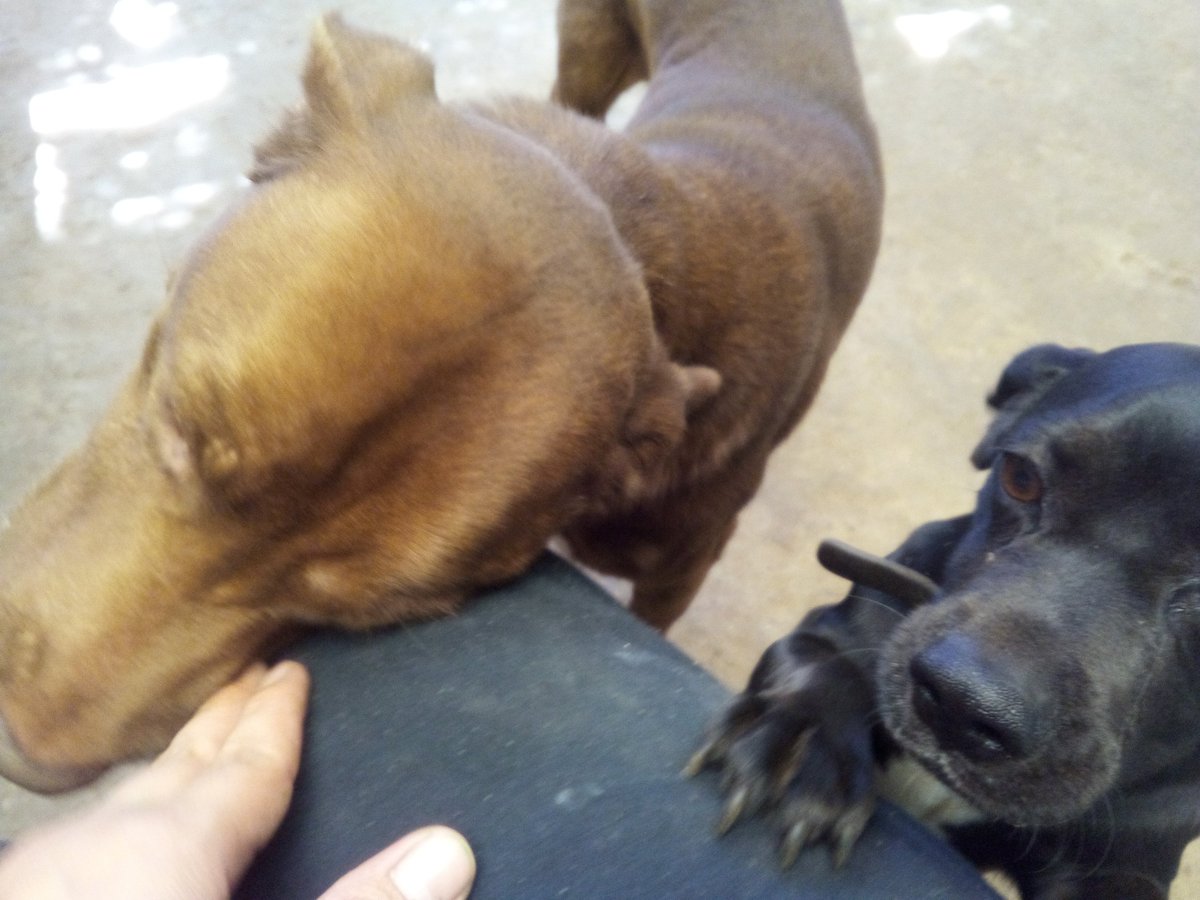 FreeVader's tweet photo. #PerritosEnLaTerraza (2) https://t.co/KQS4DodX9K