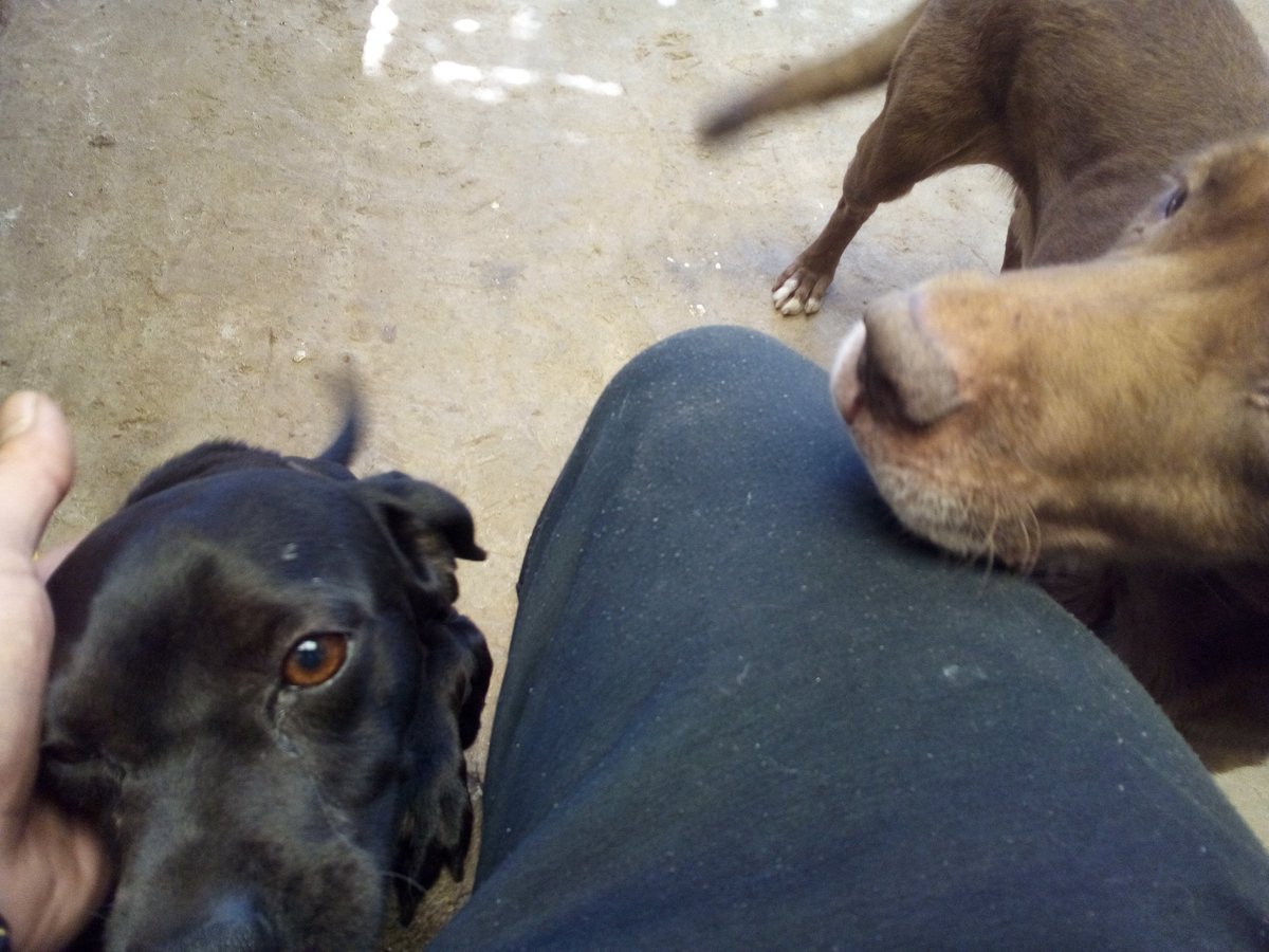 FreeVader's tweet photo. #PerritosEnLaTerraza (2) https://t.co/KQS4DodX9K