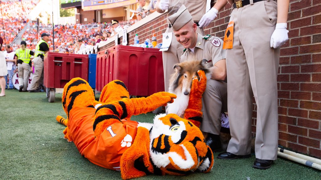 Saw <a href="/TheTiger_CU/">The Tiger</a> on the sidelines today!

He still looks like one of my squeaky toys, but he gives good pets!!! 🐾🐾🐾
