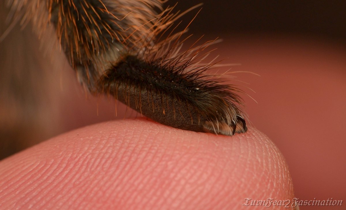 Tone_Killick's tweet photo. Generally web-building spiders have three claws on the end of each leg which helps the spider cling on to its web. Non web builders, for example tarantulas, have two claws. This is a close up of my Tarantulas claws. #Educate #TurnFear2Fascination and #LoveSpiders https://t.co/BTkkqsnJpR
