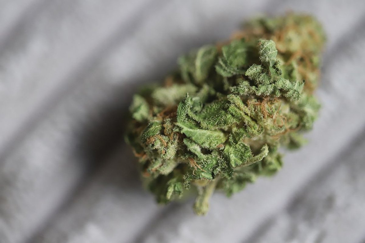 MJBlogCanada's tweet image. Trying out White Widow tonight. What's your opinion on this strain? 

#stonerfam #MJBlog #puffpuffpass #cannabisdaily #highlife #saturdaynight #whitewidow #highsociety #IamCannabis #weedcommunity420 #cannabis #cannabiscommunity #weed #marijuana #cannabisculture #cannabiscanada