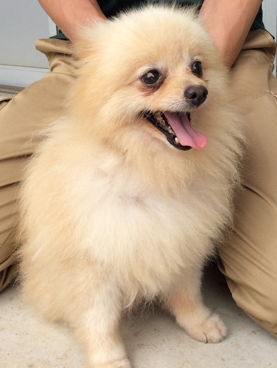 ポメラニアン犬 Twitter Search Twitter