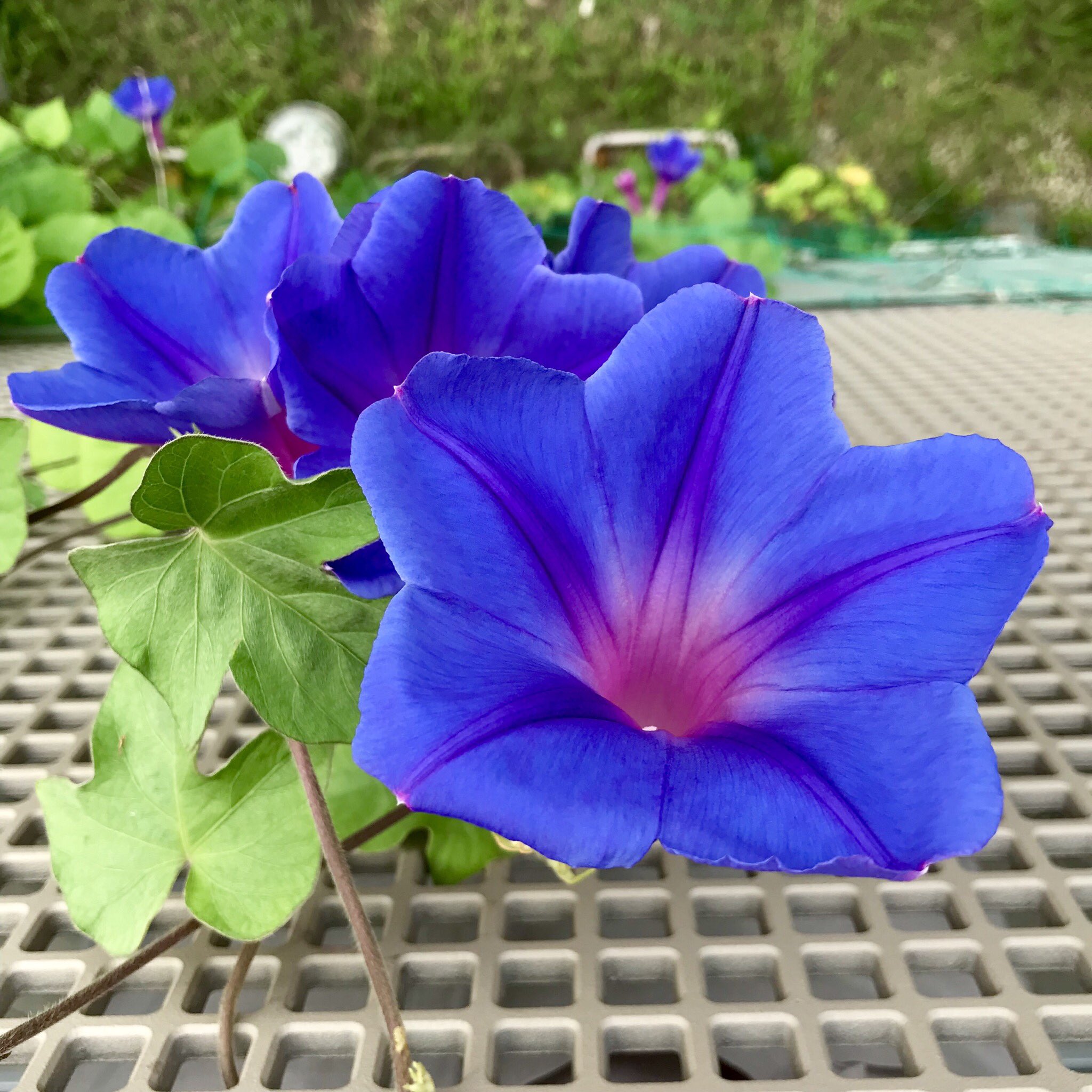 くつおと A Twitter おはようございます 今朝も朝顔が咲いてます 2階ベランダより 台風家族公開中 台風家族公開中 草彅剛٩ ᐛ و 私の 世界に一つだけの花 Smap スマ写真部 台風家族