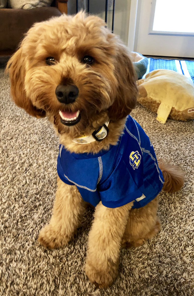 ericaendres's tweet photo. Game Day Doggo! #GoJacks https://t.co/tTCELARMQW