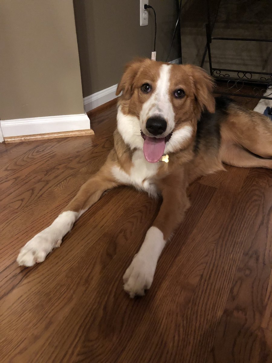 Carsuhn's tweet photo. Hi this is our new puppy Lucy and she’s perfect in every way. Enjoy https://t.co/0PxuASNCwe