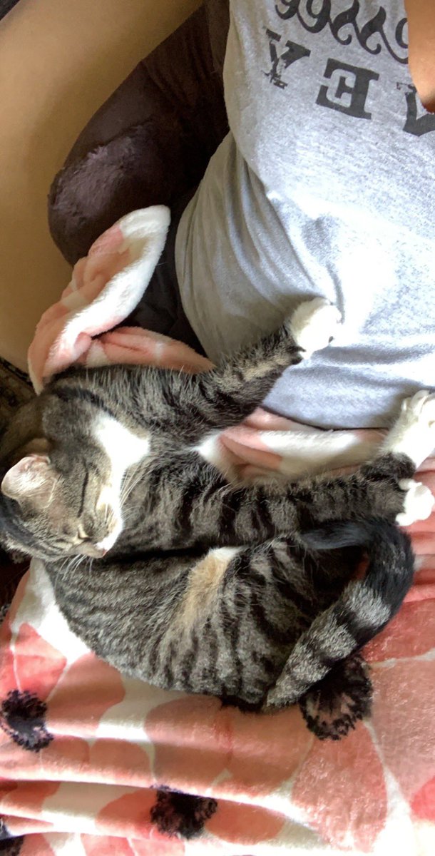 MissLyoness2U's tweet image. Her #Caturday started like this and is ending like that. #meowlife #floridakitty #CatsOfTwitter #Patiolife