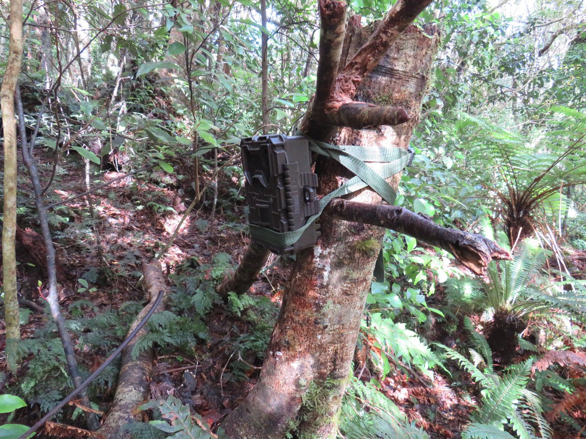 RemutakaC's tweet photo. Lunchtime view of the stream after placing an IR camera on an incubating kiwi's burrow. Bushnell Trail Cam. Skerret's Creek Bridge on way out. #RemutakaForestPark. #RFPT. https://t.co/9JFmJkL2v3
