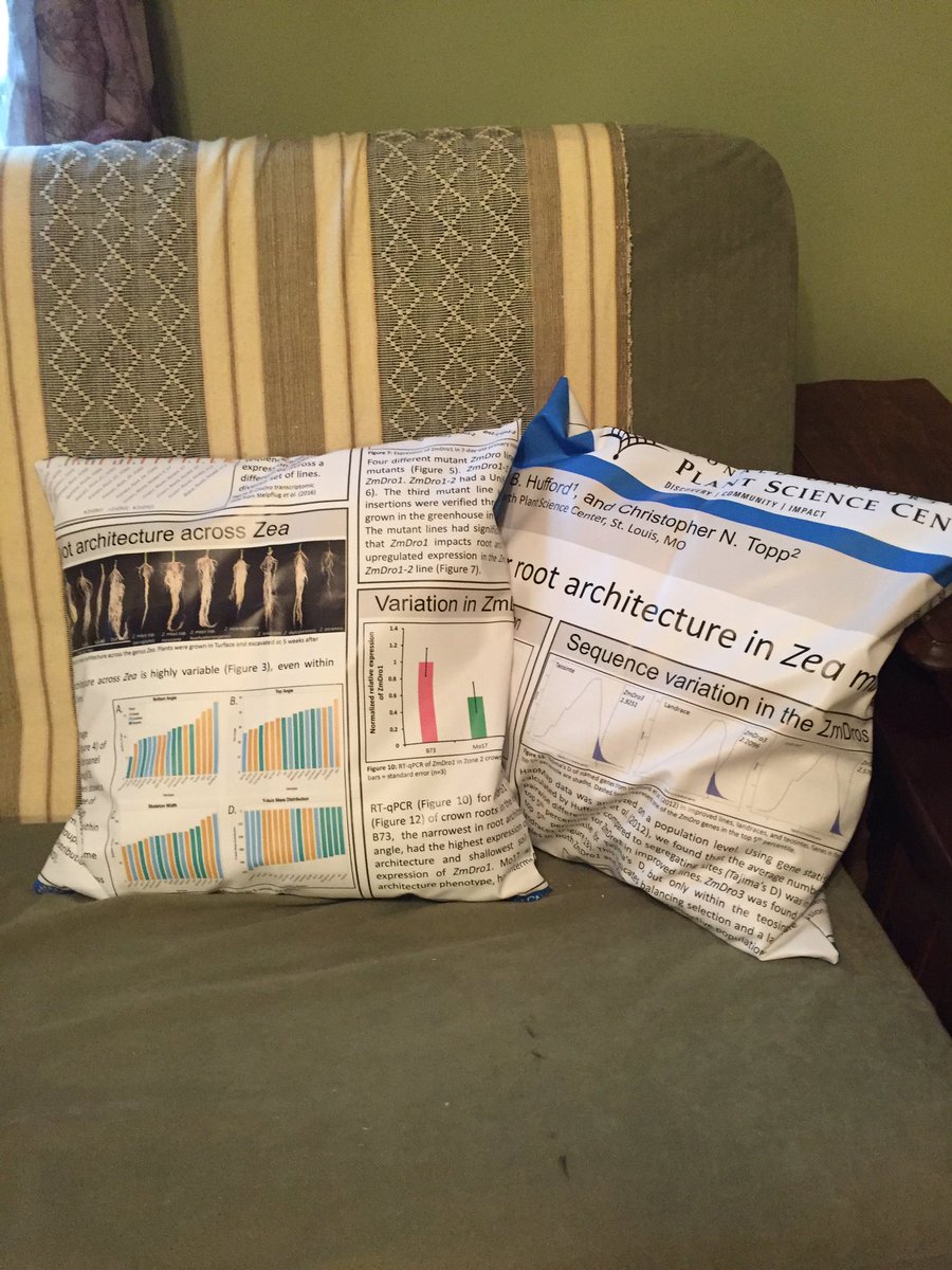 Our newest living room decor is rather a-maize-ing. Formerly my <a href="/ASPB/">ASPB</a> Plant Biology cloth poster, now two throw pillows! #phdchat #AcademicTwitter