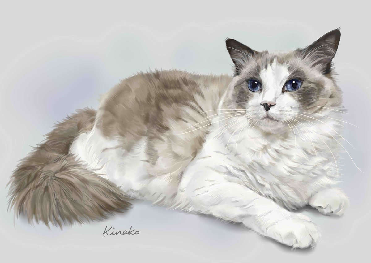 きなこ 猫の絵を描いています おはようございます 台風が心配です 被害が出ませんように 先日描きかけの絵がようやく完成しました ぴめこ ラグドールさんのアルフレド君です ラグドールって なんて美しいのでしょう 身の回りが忙しかったので