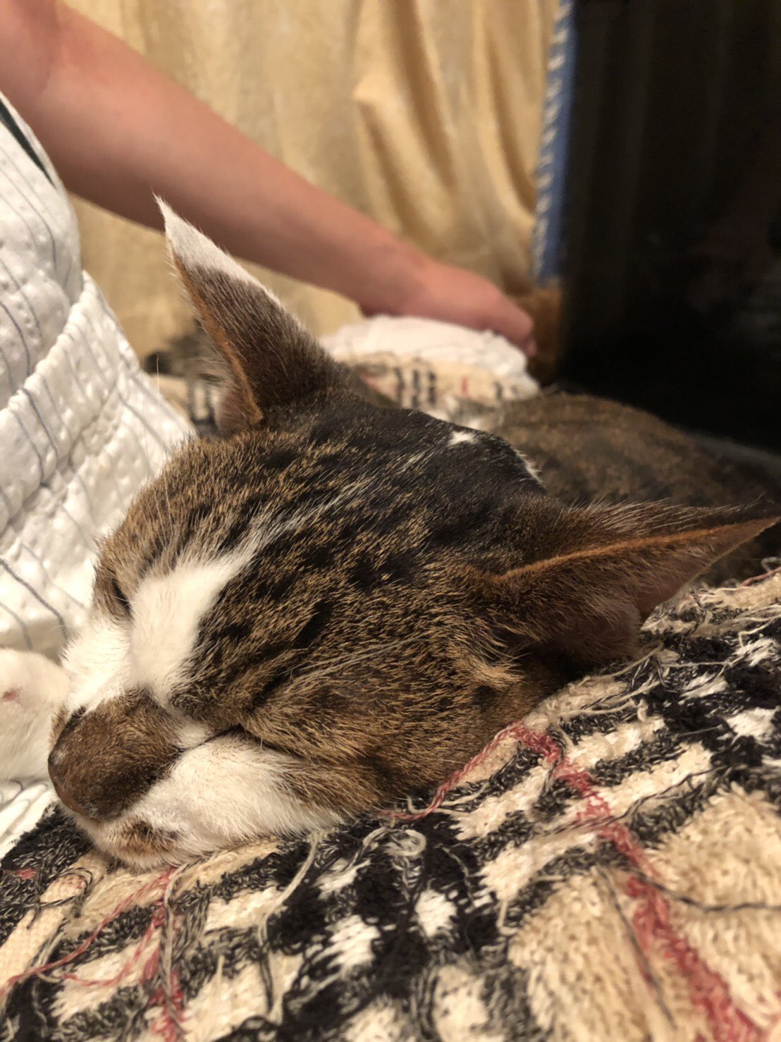 中村暢之on Twitter 爆睡 猫 T Co Izkpz4eflg Twitter