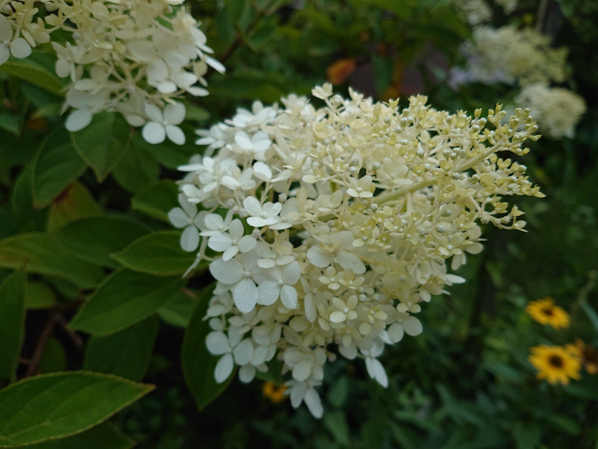 みぃ 不具合中 アジサイ 紫陽花 ピラミッドアジサイ 花 花写真 花写っと お写ん歩 はなまっぷ T Co Qnjggo4son Twitter