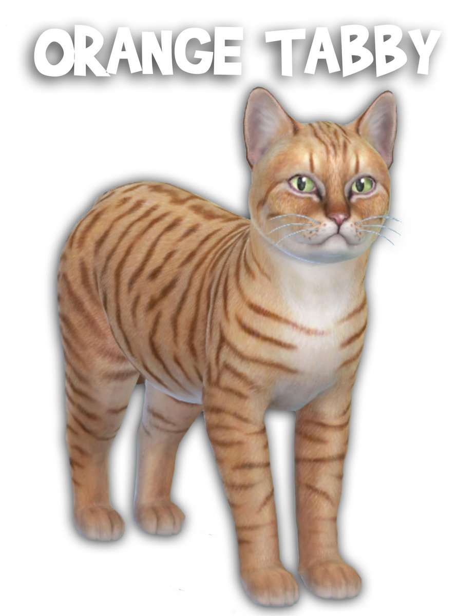 PugownedS's tweet photo. I just shared this handsome boy to the Sims 4 Gallery an Orange Tabby named Diablo the purfect companion for your Spell Caster 🧙‍♀️🐈 #TheSims4 #TheSims #ShowUsYourSims #ShowUsYourBuilds https://t.co/YaCnOQvXjp