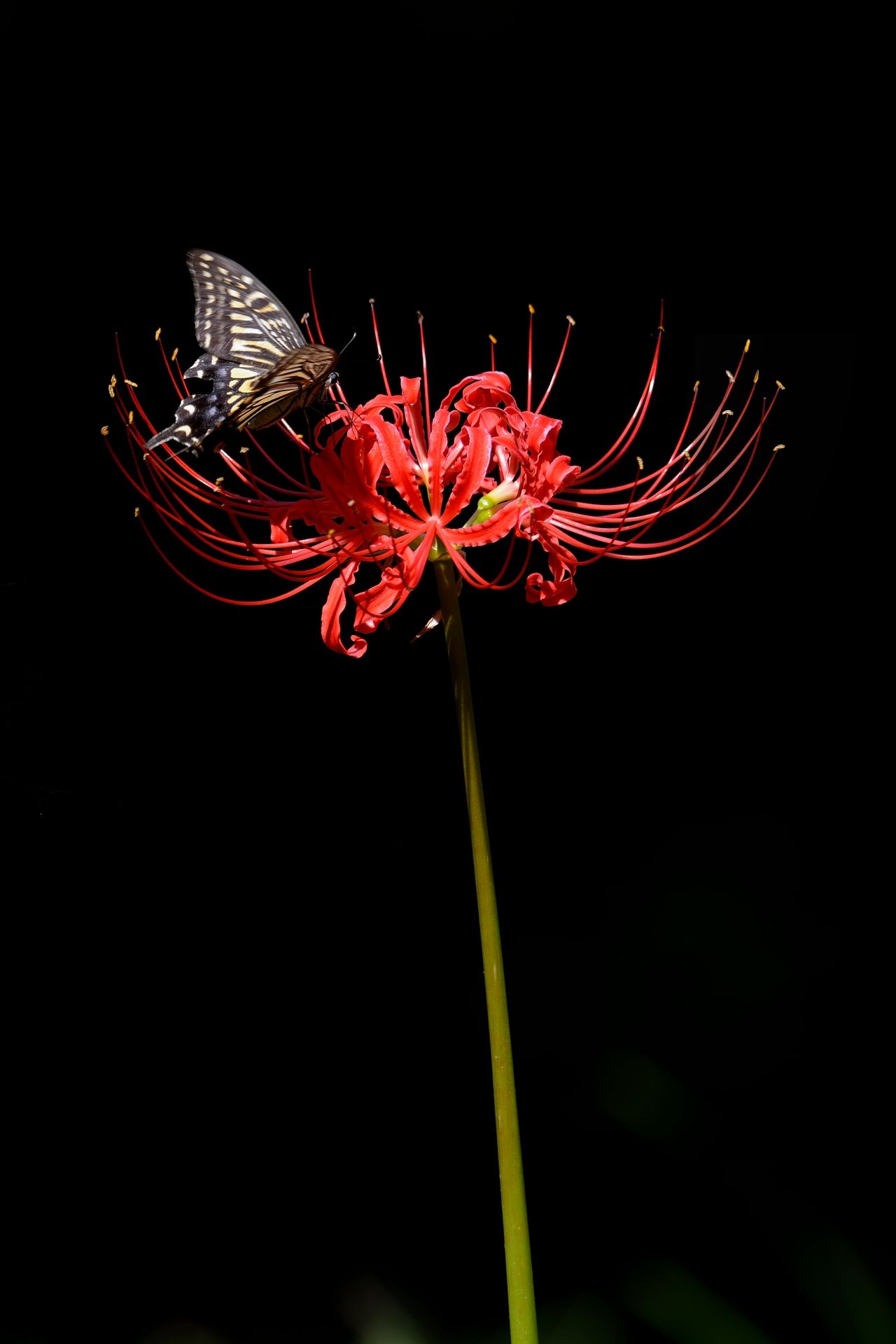 彼岸花を詩的表現するとこうなる Twitter Search Twitter