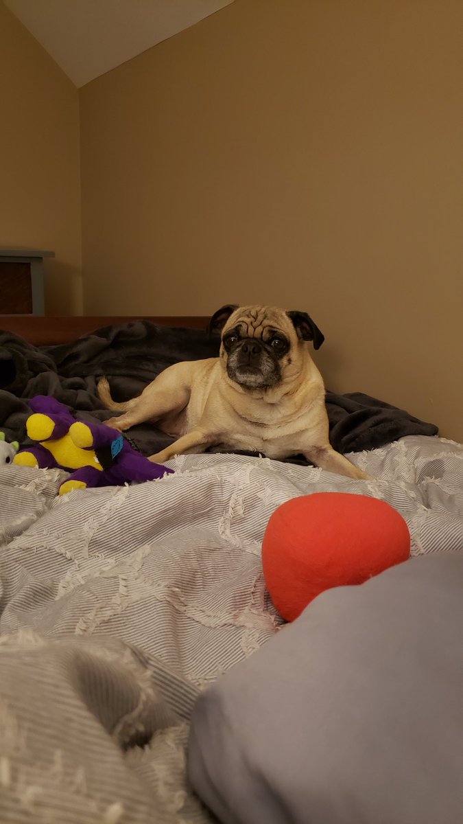 Airforcepugs's tweet photo. Goodnight friends! #sleeptight https://t.co/MMofWHC7pd