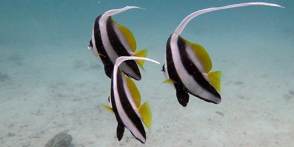 Eco Koh Tao On Twitter 3 Longfin Banner Fish Chilling In Mid
