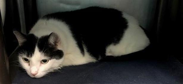 NYCDEATHROWCATS's tweet image. Poor Q lost her home when her owner died. She is about 6 yrs old and very timid. This kitty is hoping someone will come scoop her up and give her a new furever home. Come meet her at BACC  facebook.com/NYCDEATHROWCAT…
