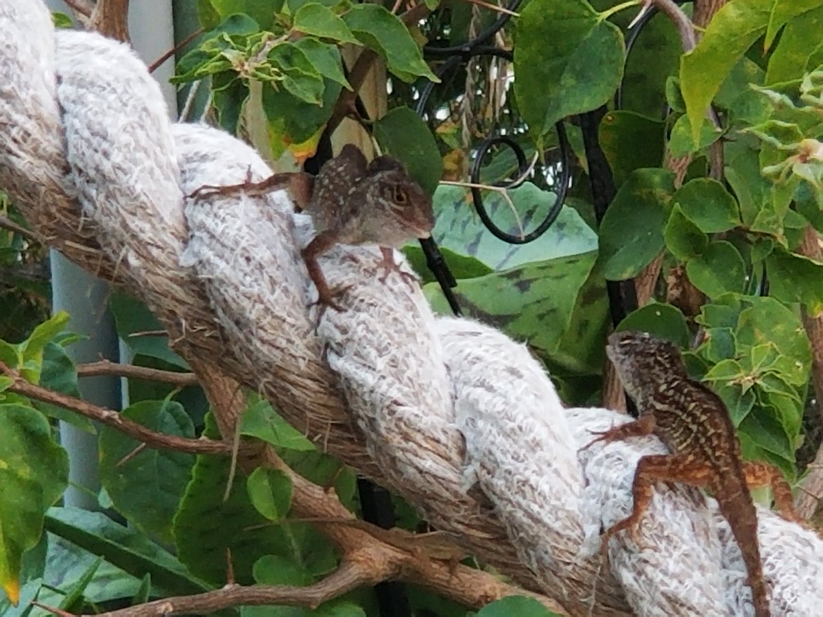 Its 'face off' time!