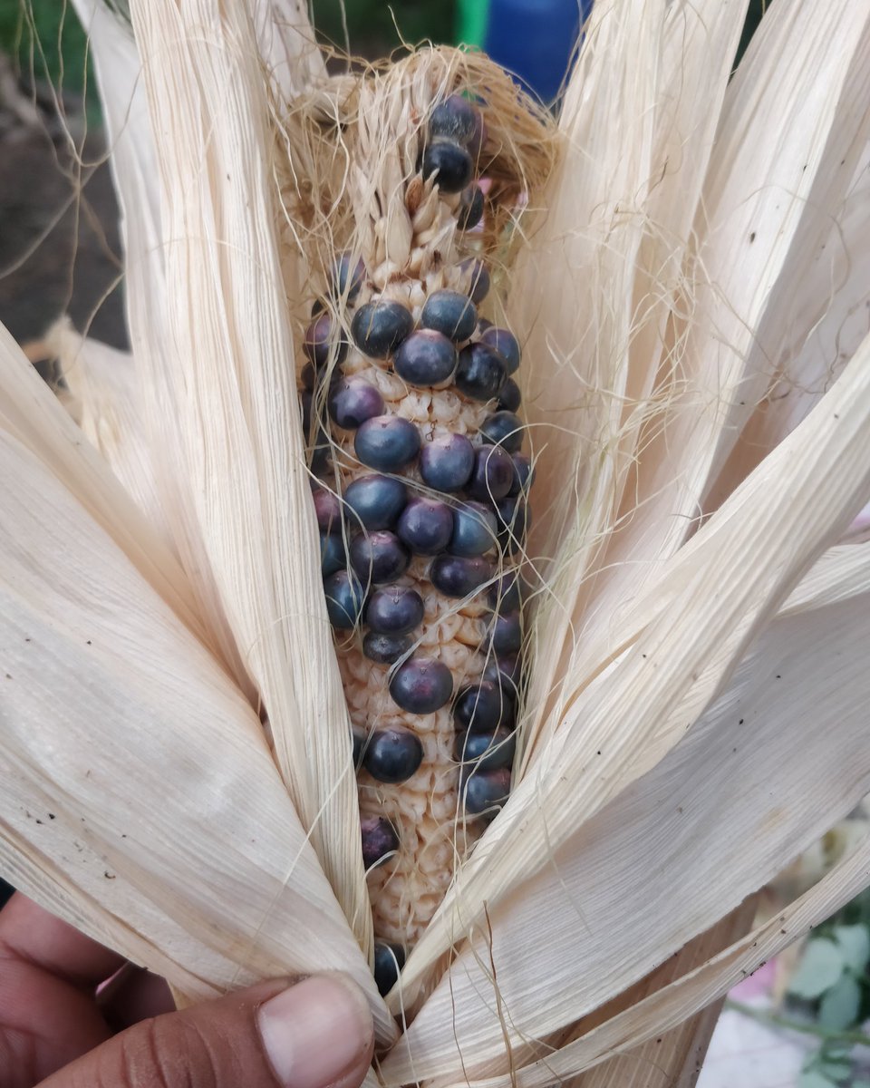 AAPremlall's tweet photo. #SeedSaving at Smiling Hogshead Ranch in Long Island City, Queens
#seedsatyagraha #seedsaving #seedkeeping #seedsavers #somossemillas #somossementes #seeds https://t.co/hIp0DTBsMe