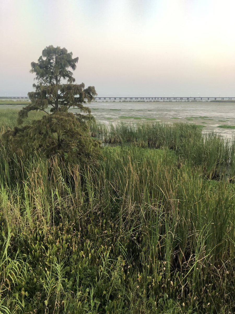 basscatlildave's tweet photo. Nice supper and great views at Ed’s Seafood on the causeway. #mobiledelta. https://t.co/gq7JQ9mvwp