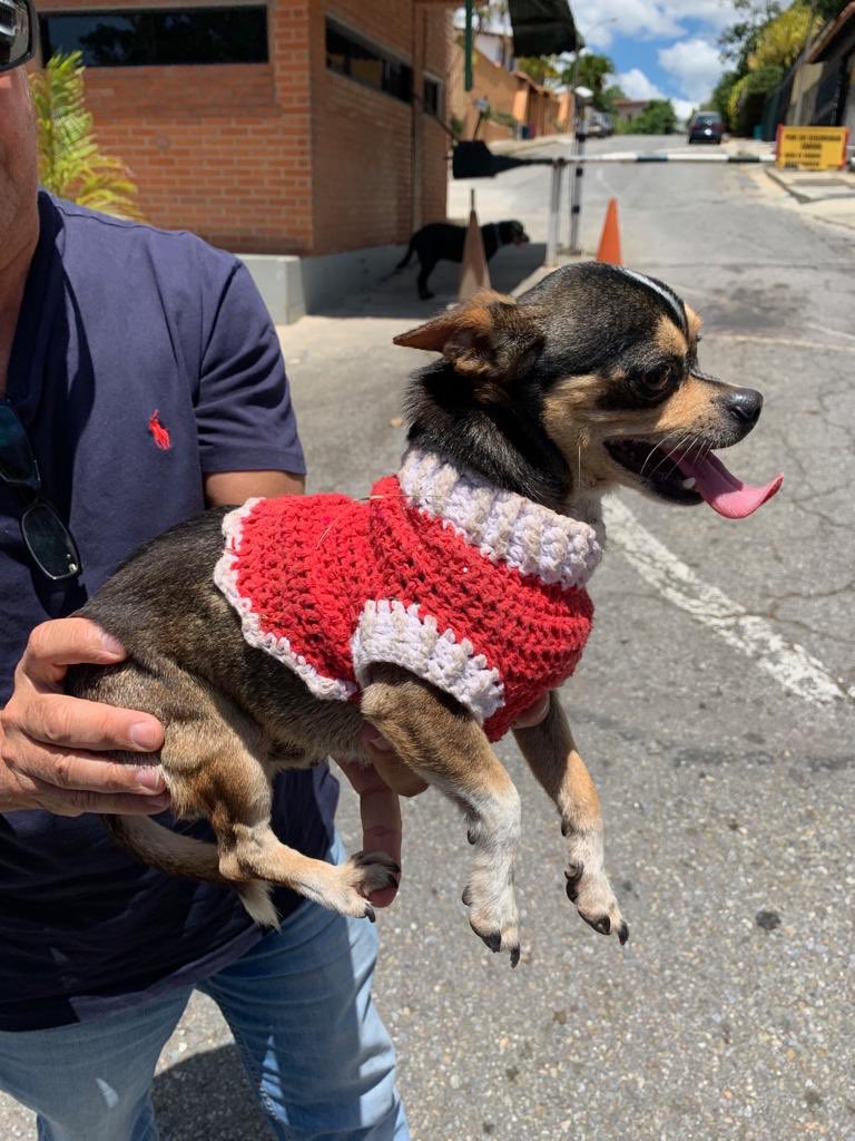 PerroUsuario's tweet photo. RT @CarmenZR04: Se encontró un perrito en la parte de arriba de Santa Paula. Parece tener dueño y estamos buscando a su familia. Si sabes algo, por favor llama al 04122295633. https://t.co/EOkm2IuCCL