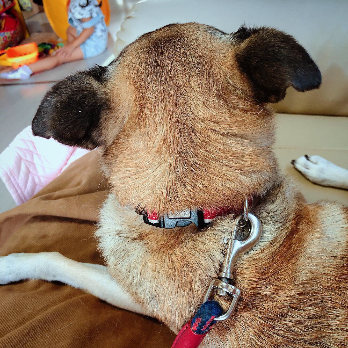 犬の後頭部 Twitter Search Twitter