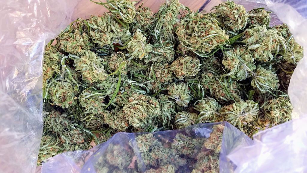420's tweet photo. handpicked herb from the garden https://t.co/KR6IeTvSXq