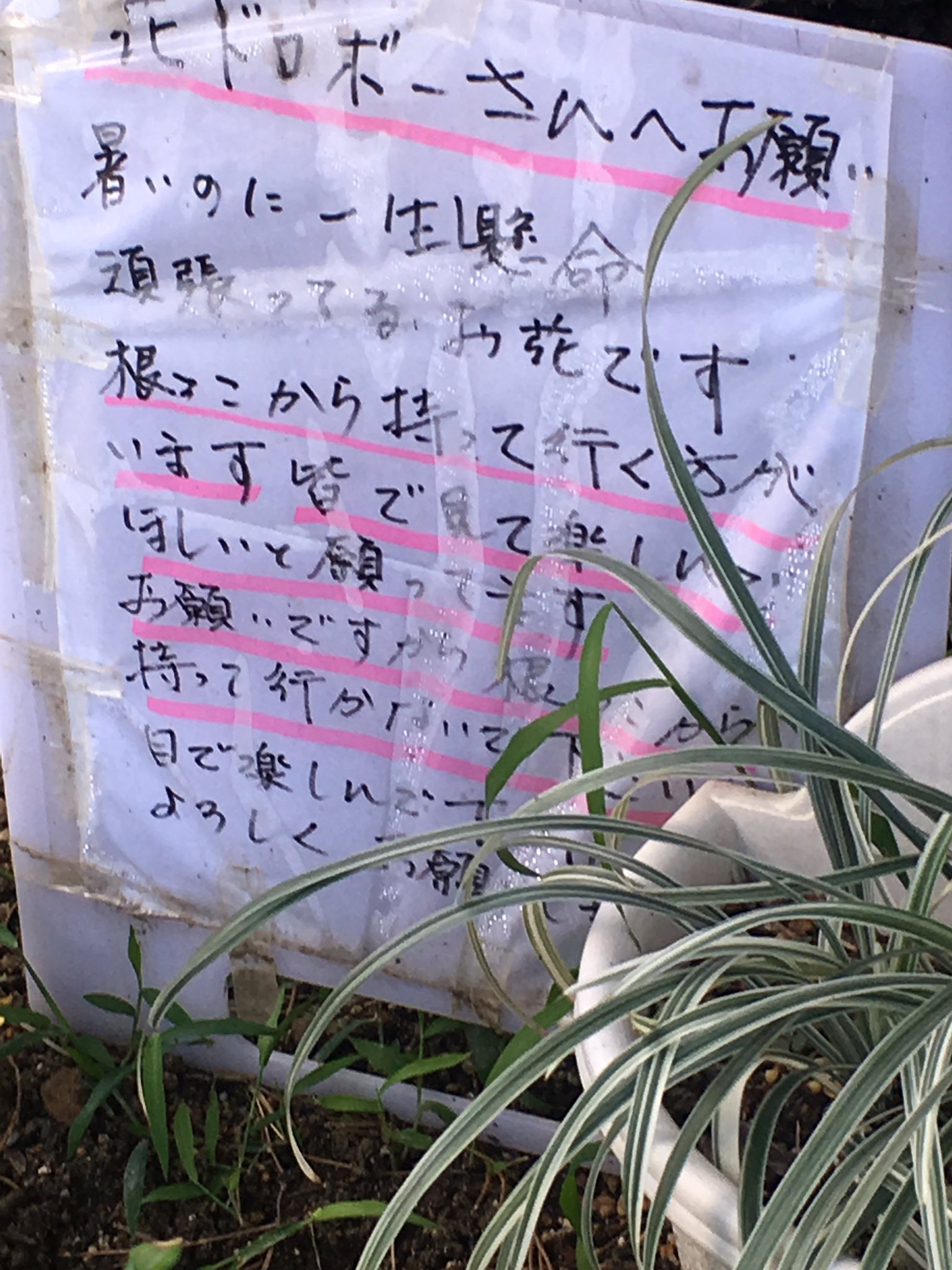 えりい 近所のおばちゃんが花泥棒対策においたんだって たしかに怖い 泥棒したら嫌なこと起きそうだねぇ 花壇に骸骨さんは 骸骨さんが盗まれる心配もある えりい 近所のおばちゃんが花泥棒対策においたんだって たしかに怖い 泥棒したら嫌なこと起きそうだねぇ 花壇に骸骨さんは 骸骨さんが盗まれる心配もある