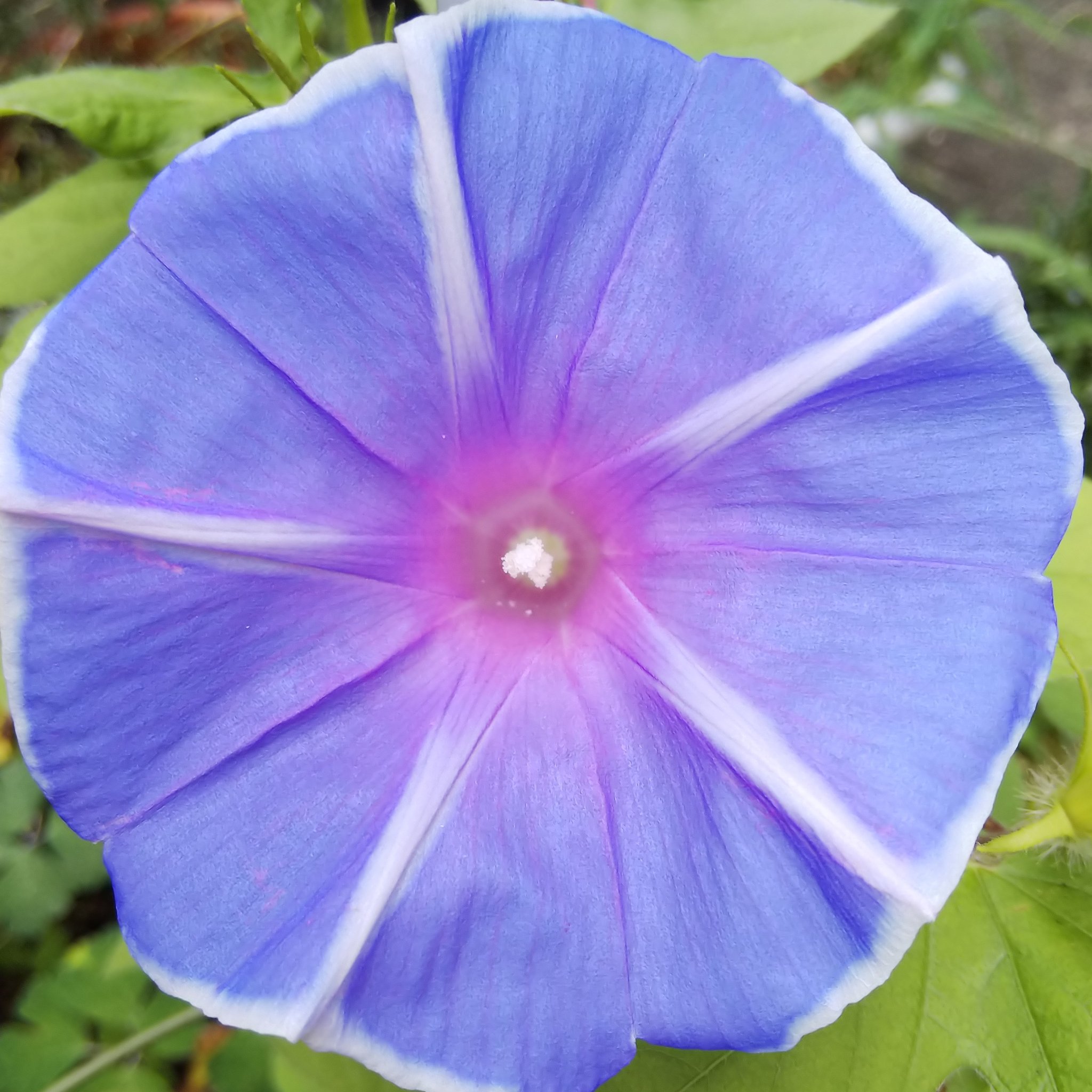 تويتر 馬場 夏紀 على تويتر 朝顔は好きな植物のひとつです 今でも 花を咲かせています 朝顔 アサガオ あさがお 好きな植物 青紫色 青紫 藤色 きれい 綺麗 キレイ きれい T Co 5fjf9qeqai
