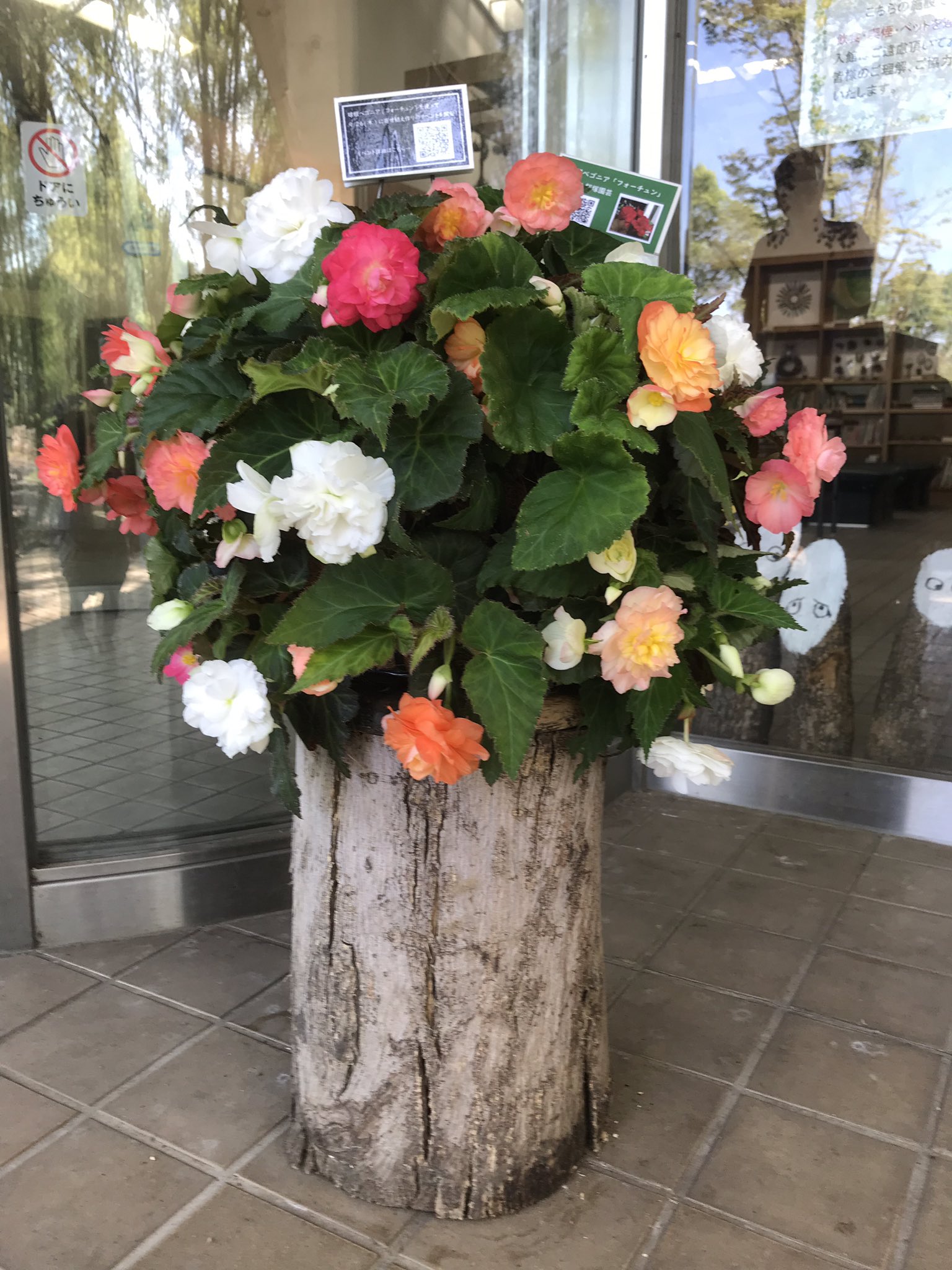 国営昭和記念公園 Al Twitter 9月26日 木 開催の 華やかに秋を彩る球根ベゴニアの寄せ植えづくり の見本を作りました これから蕾がどんどん上がってきて豪華になっていきます 花みどり文化センターと花木園展示棟には球根ベゴニアのハンギングバスケットも展示