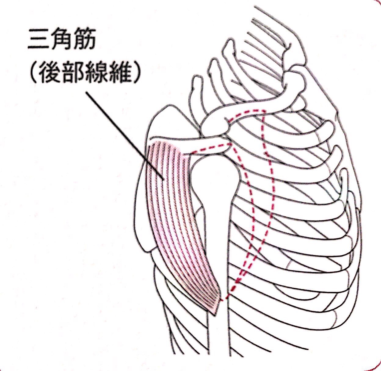 Mrg パーソナルトレーニング 三角筋後部 肩水平外転 水平伸展 肩伸展 外旋 基礎トレ種目では刺激が入らず 忘れられがちな筋肉 野球 バレーボール テニスなど腕を後方に引く運動にとって大切な筋肉 起始 肩甲棘下縁 停止 上腕骨