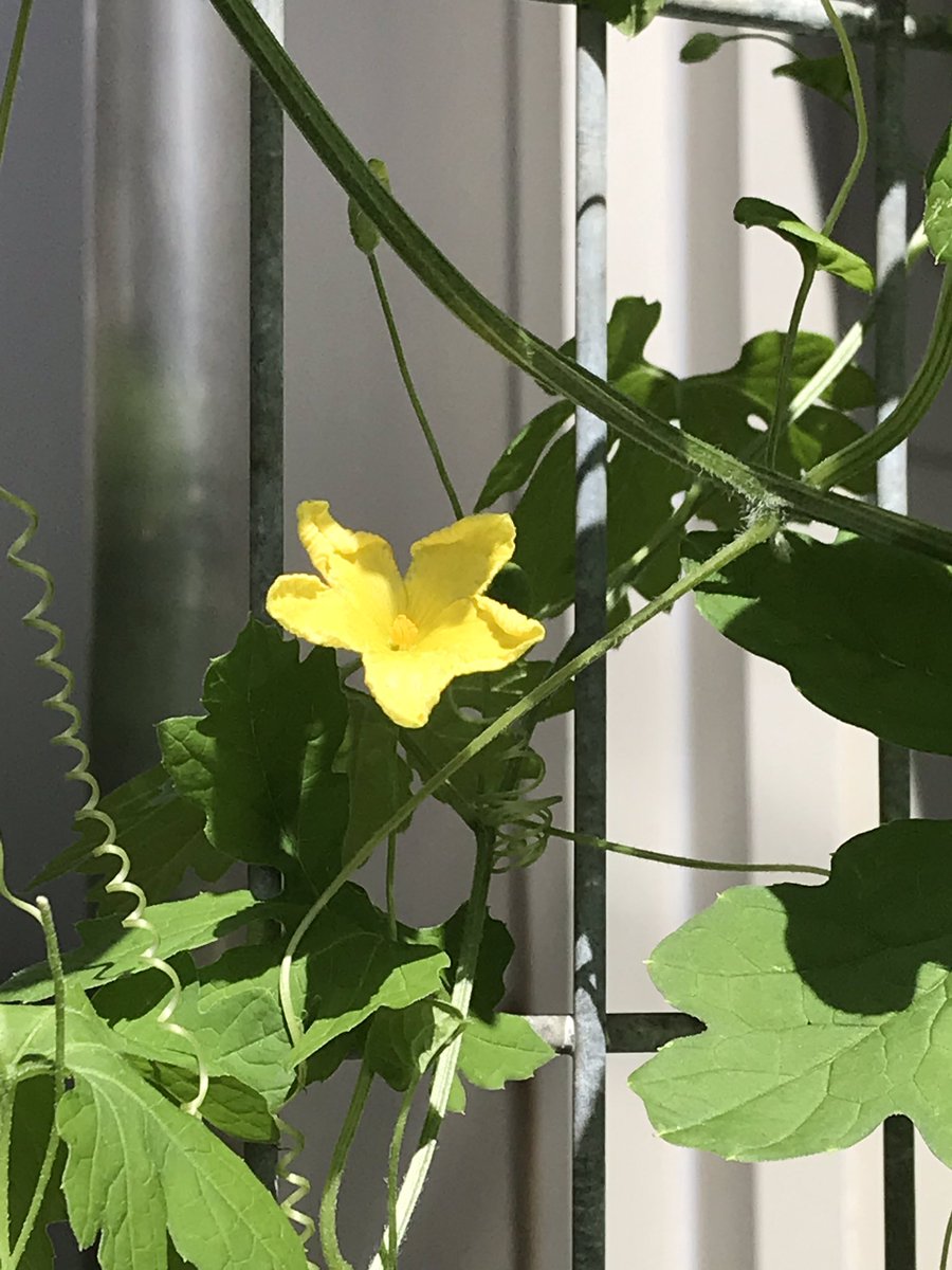 Twitter पर 神谷明 なんの花 ゴーヤでした