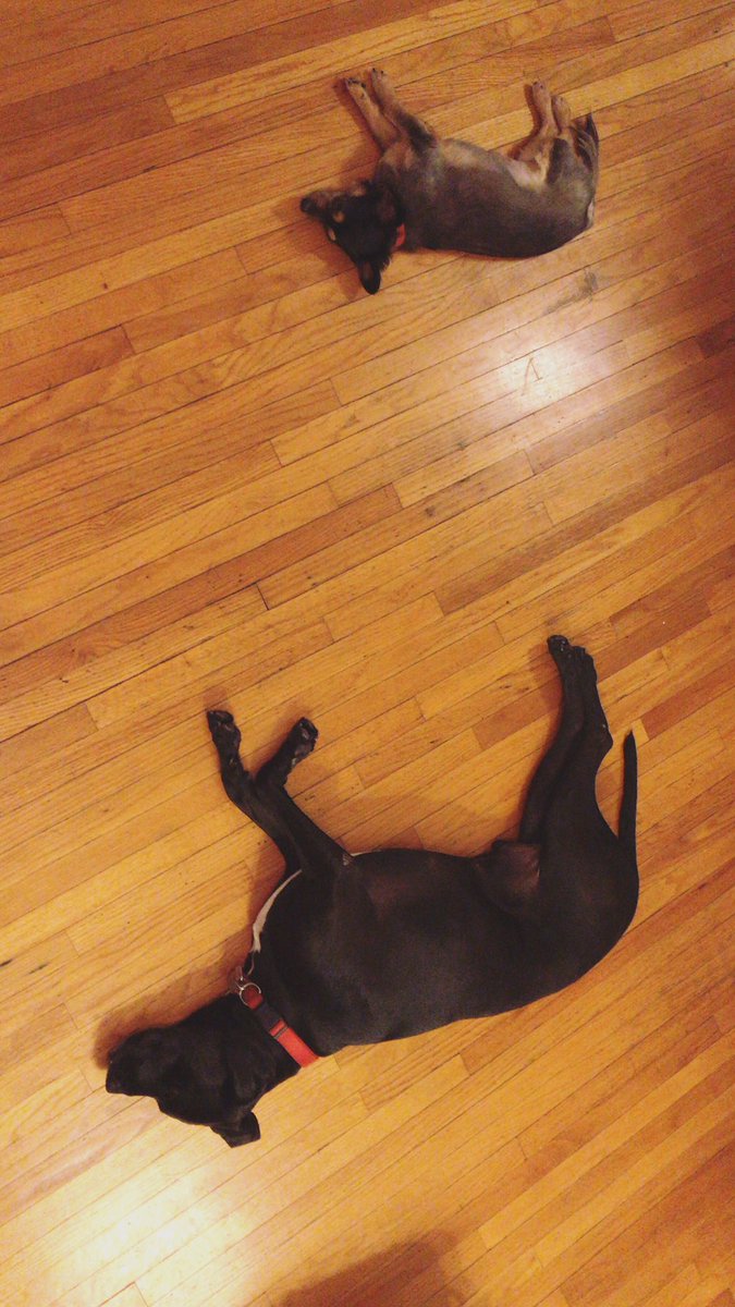 Miki Ishikawa 美紀 石川 On Twitter All My Dog Owners Anyone