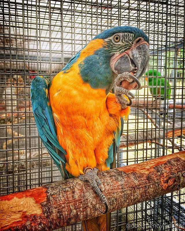 DocumentWhidbey's tweet photo. #bluethroatedmacaw #endangeredspecies #parrots https://t.co/9IHplIGIQ7 https://t.co/KbFCoSiGgY