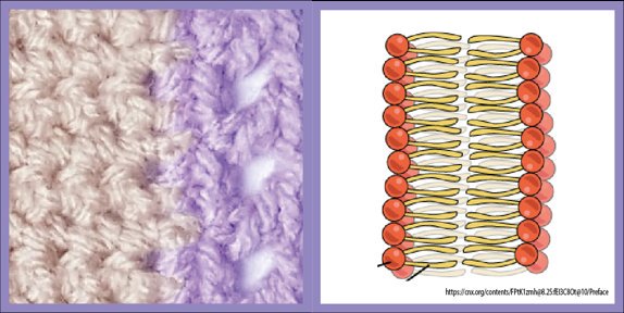 StitchingSci's tweet photo. We're back with the last two #organelles from our #crochetcell!

This purple #organelle is the #plasmamembrane, and it has the very important job of being the 'wall' that separates the inside of the #cell from the outside world 🧱 1/5 https://t.co/SMec2AZBg8