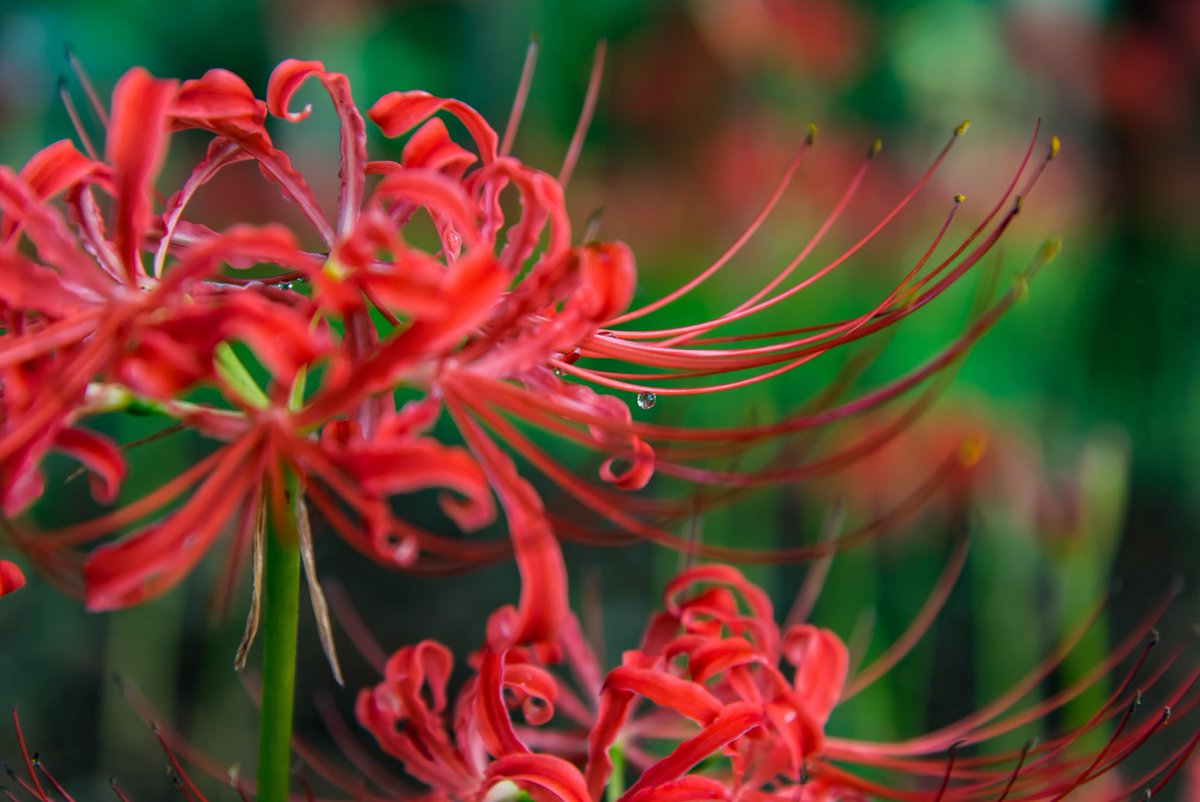 バロン もうすぐ彼岸花の季節かぁ 今年は彼岸花でのポトレ撮影できるかな 写真は昨年 茨城県常総市 弘経寺での彼岸花 彼岸花 曼珠沙華 弘経寺