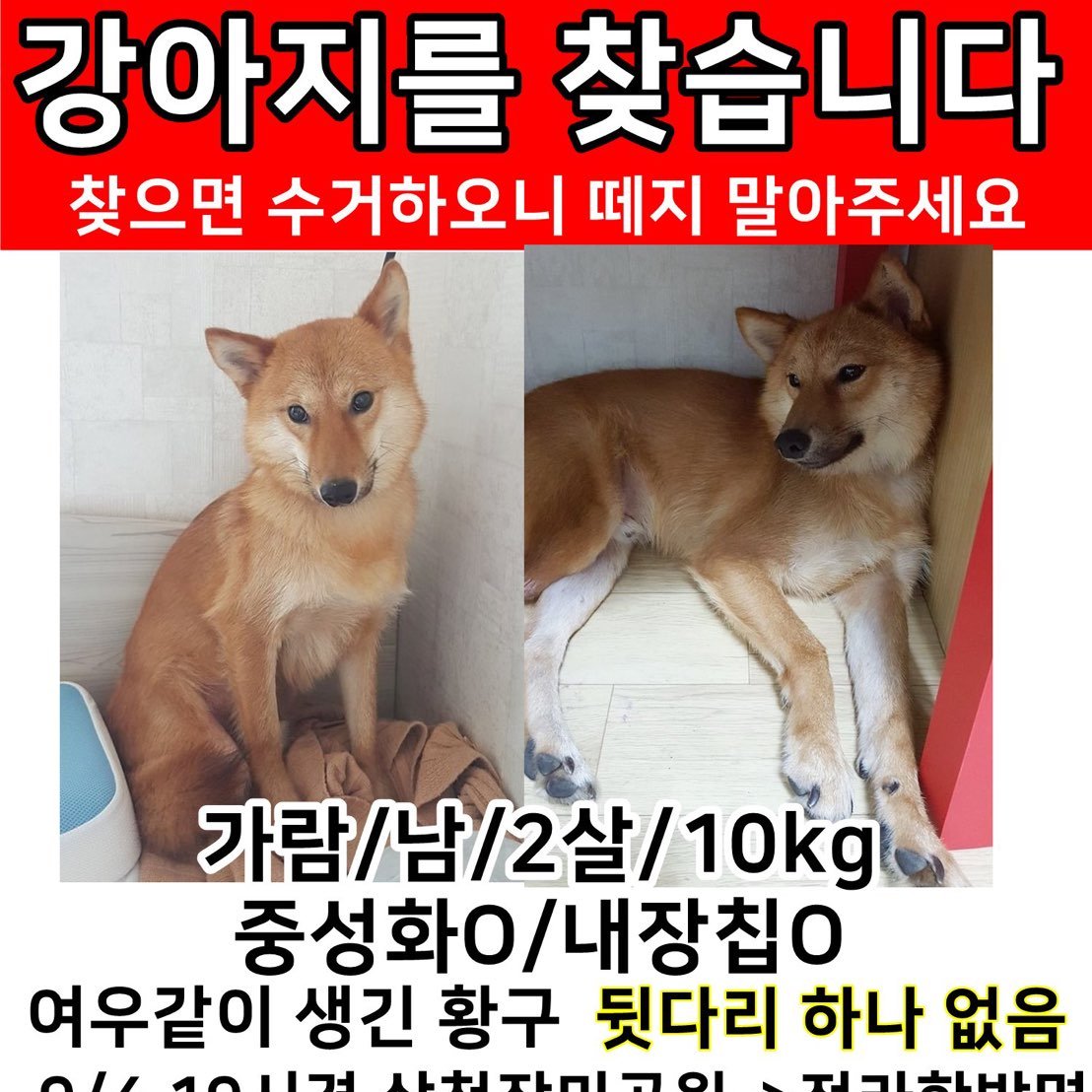 Daliy_Garam's tweet photo. [RT부탁드립니다]강아지를 잃어버렸습니다
지역:강원도 삼척시
특징:황구, 오른쪽 뒷다리 없음, 목줄과 리드줄 같이 있을 가능성 높음. 
두번째사진:검은줄이 산책��, 별이 현수막, BCD 목격장소 입니다 https://t.co/40vIJgyAV6