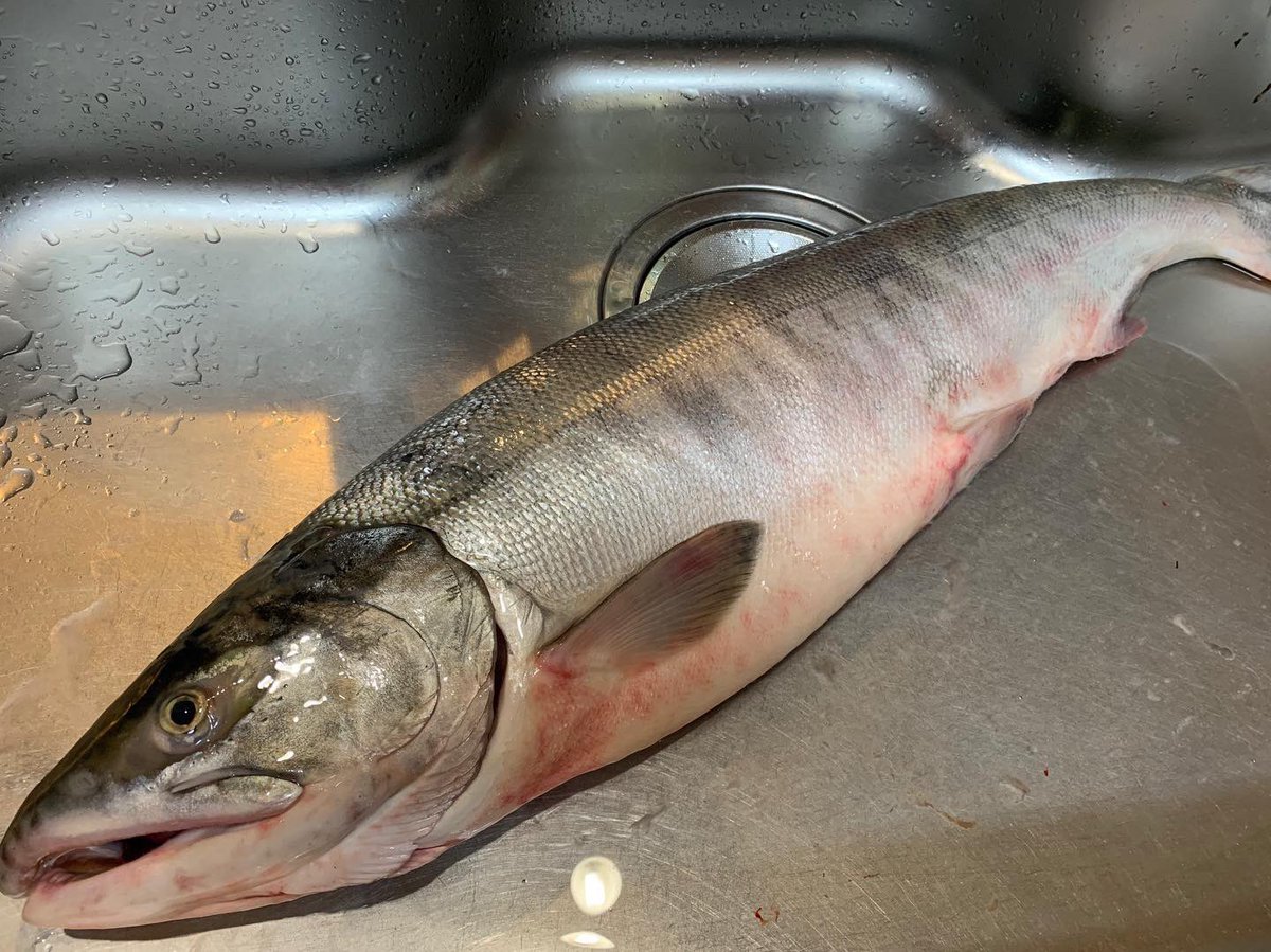 北海道 鮭 釣り 2019