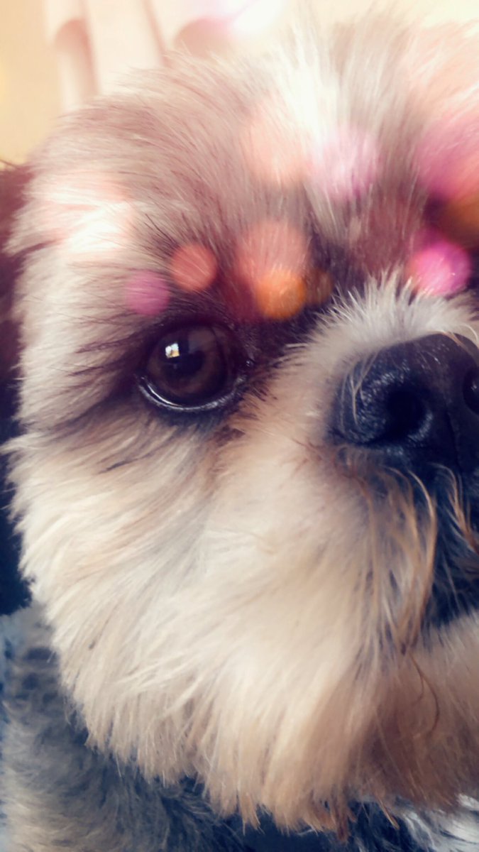 Fur love is the best 💖🐕🐾🥰. He’s never much further Away .