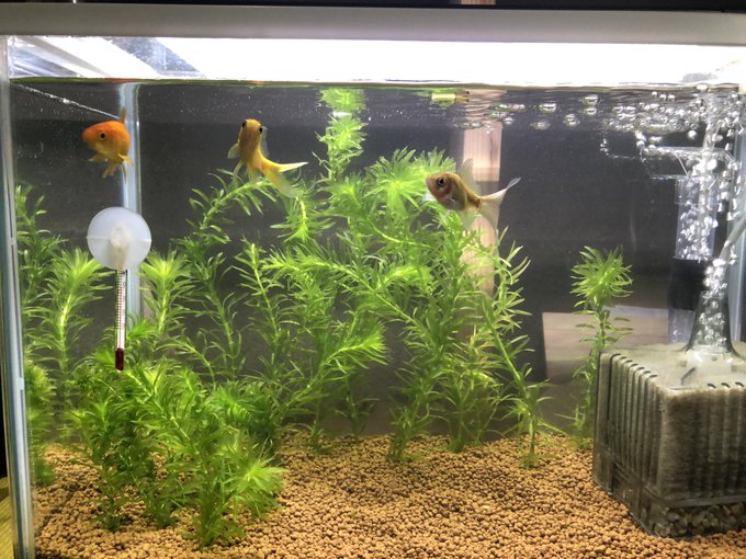 アナカリスは浮かすべき 植えるべき どちらが良いか調べてみた Every Day