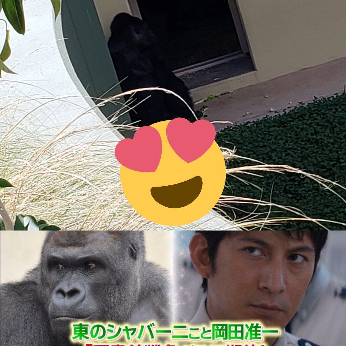 キレイなゴリラ Hashtag V Twitter