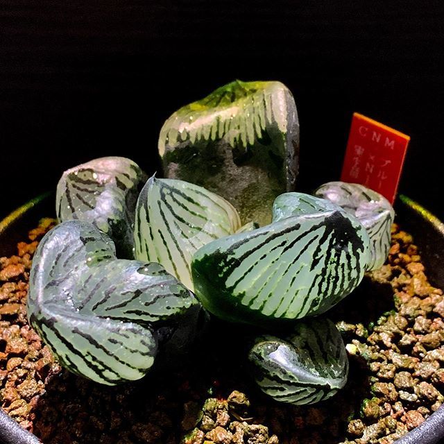 完売】 ハオルチア ブルーコンプトSAN6×N1裏般若 ハオルシア多肉植物
