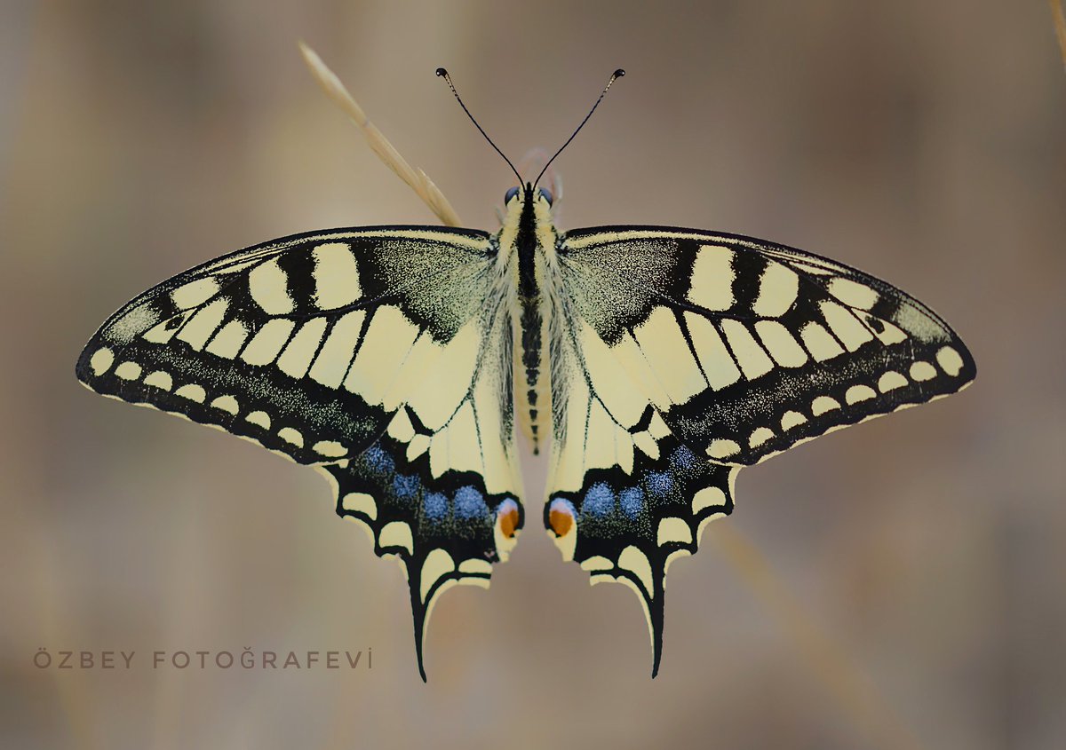 Kırlangıç kuyruk kelebeği / 
Papilio machaon
#photography #photo #Twitter #natgeo #streetphotography #anadolu 
#macro_creative_pictures
#macron #macro_love #macromania #macro_mood #macro_kings #macro_brilliance #macrophoto #makrofotografie #macro #macrophotographer_club